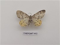 藏品(尺蛾123)的圖片